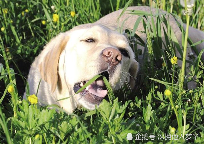 在遛狗时如果发现狗狗喜欢吃草,这并不是饿了,很可能是它已经病了