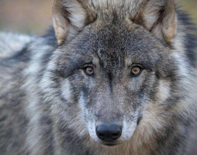 世界上现存最大的狼,体重可达180公斤,轻松秒杀掉两只藏獒