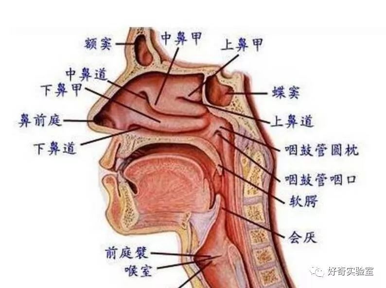 人明明有两个鼻孔,却只有一个在工作!