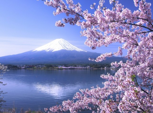 解读日本的"樱花文化",网友:长