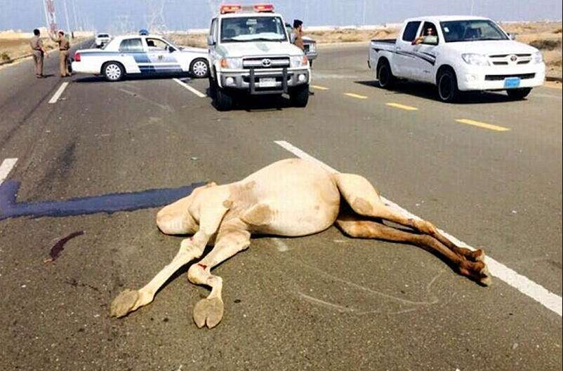 为什么沙漠中饿死的骆驼不能碰?