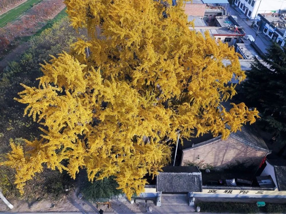 但却留下了百塔寺和寺院内的千年银杏树