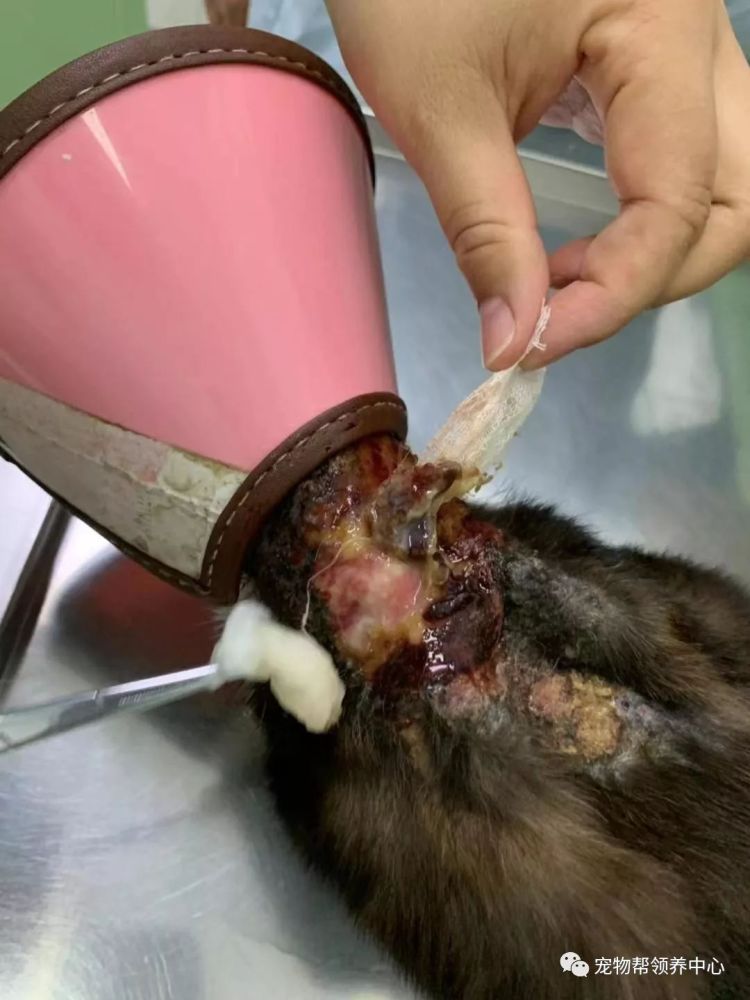 同时医生也发现了她肚子上异常严重的肚疝气,已经变得比一个鸡蛋还大