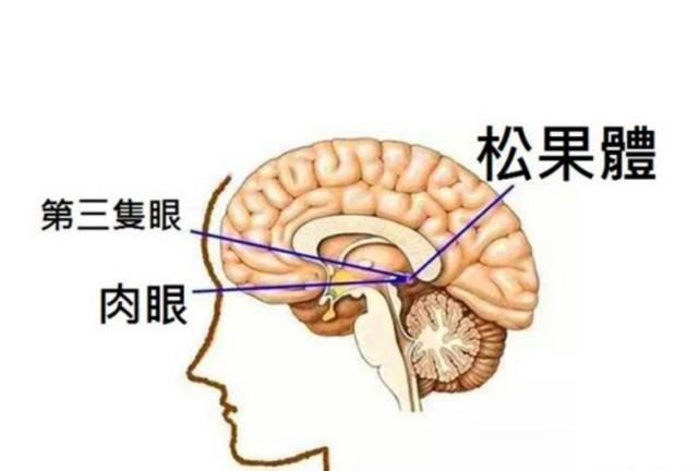 人类脑内藏有第三只眼,被称为天眼的松果体,它真能看见未来?