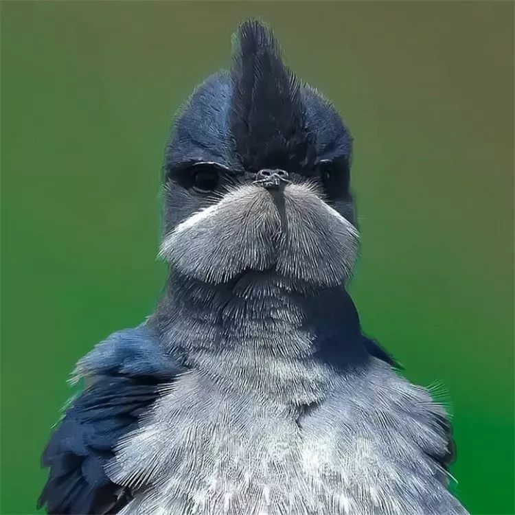 瞧瞧这张鸟脸,再看看那表情!