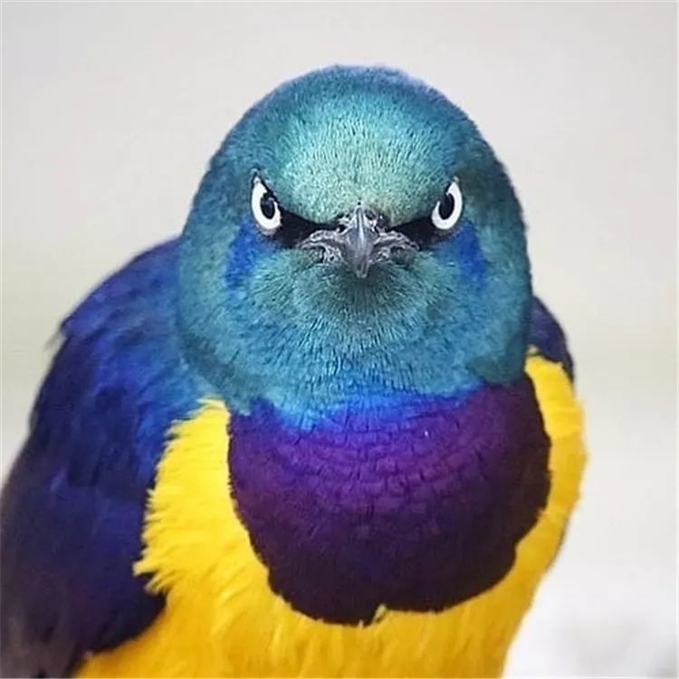 瞧瞧这张鸟脸,再看看那表情!