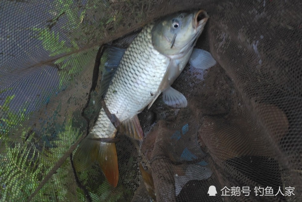 沉草打窝钓法,野钓10斤大草鱼,还钓获满满一盆野生大鱼