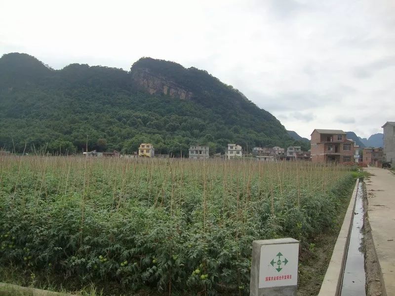 素有"桂北西红柿第一市场"之称的三皇乡, 位于桂林市永福县西南部, 年