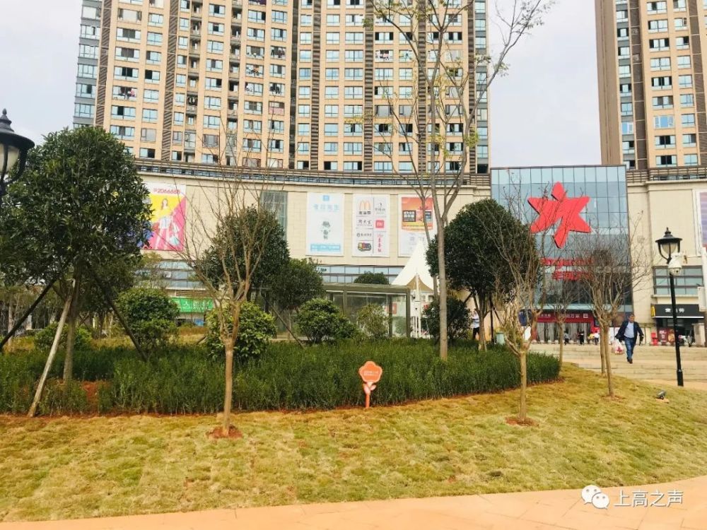 太美了!上高中心地标绿化改造换新"颜"