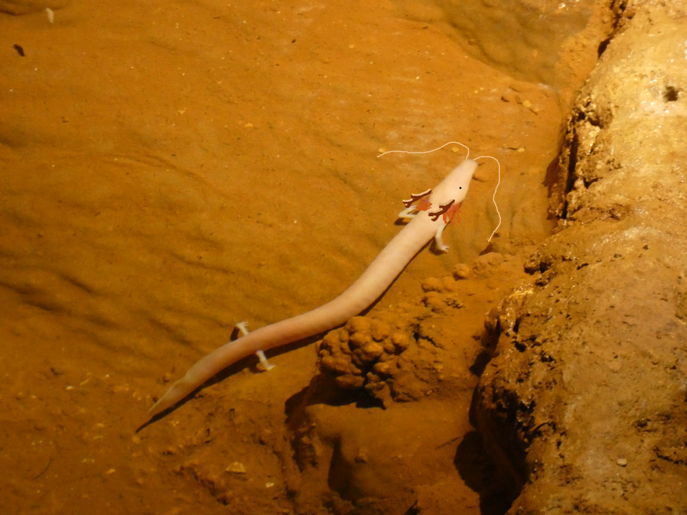 又有关于水中捞出真龙的谣言出炉,这次被当成白龙的是欧洲的洞螈