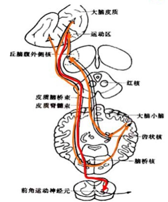 小脑中脚的结构与功能