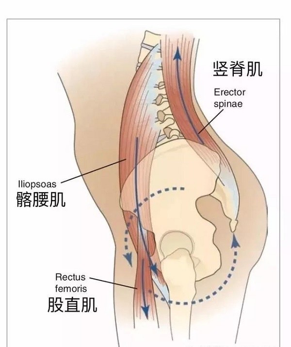 上边说到的臀大肌是其中之一,此外 腘绳肌和屈髋肌(髂腰肌,股直肌)竖