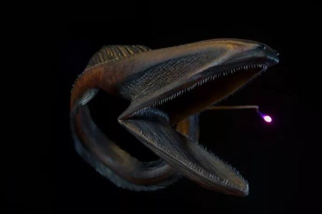 宽咽鳗(eurypharynx pelecanoides,又名吞噬鳗,巨口鳗,这种外形诡异