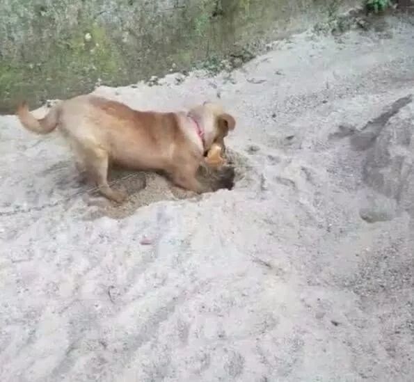 成语什么埋土狗_小土狗