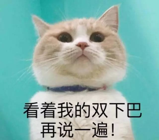 猫咪表情包合集看着我的双下巴再说一遍