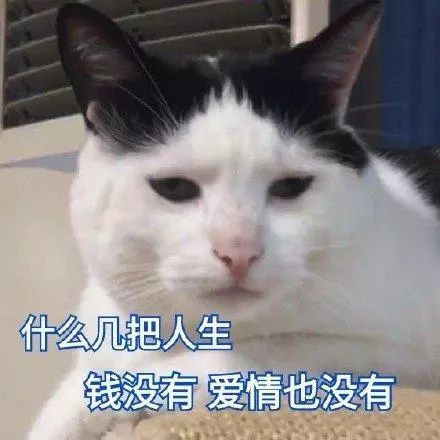 猫咪表情包合集|看着我的双下巴再说一遍