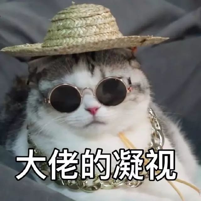 猫咪表情包合集|看着我的双下巴再说一遍