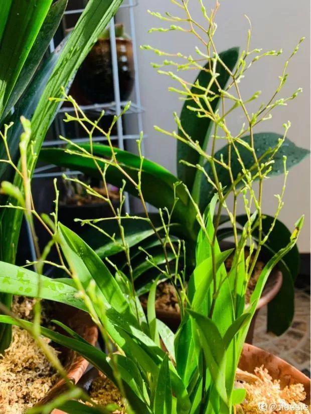 文心兰开花超秀气,像小蝴蝶,养起来比兰花省心多了!