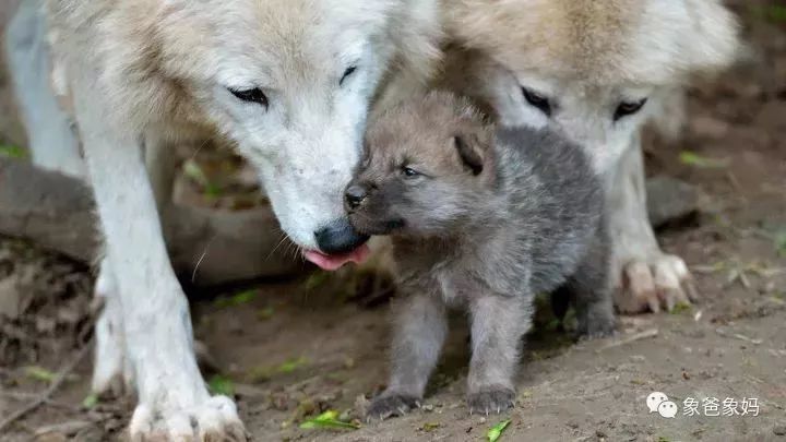 所以,很多狼群每年生下的小狼崽中能存活下来的几乎都是狼王的后代