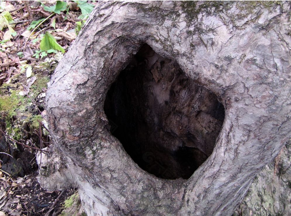 心理学:你会选哪一个树洞倾诉秘密?测你内心有什么样的污点