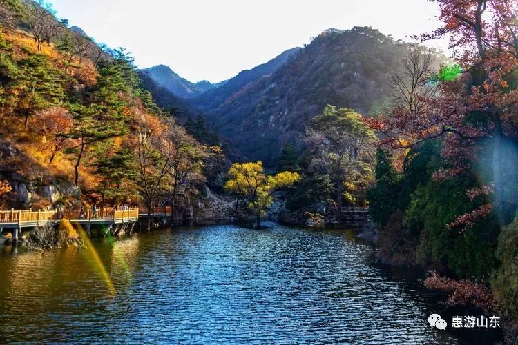 免费|泰山银杏飘落访仙境,金秋玉泉寺前结佛缘