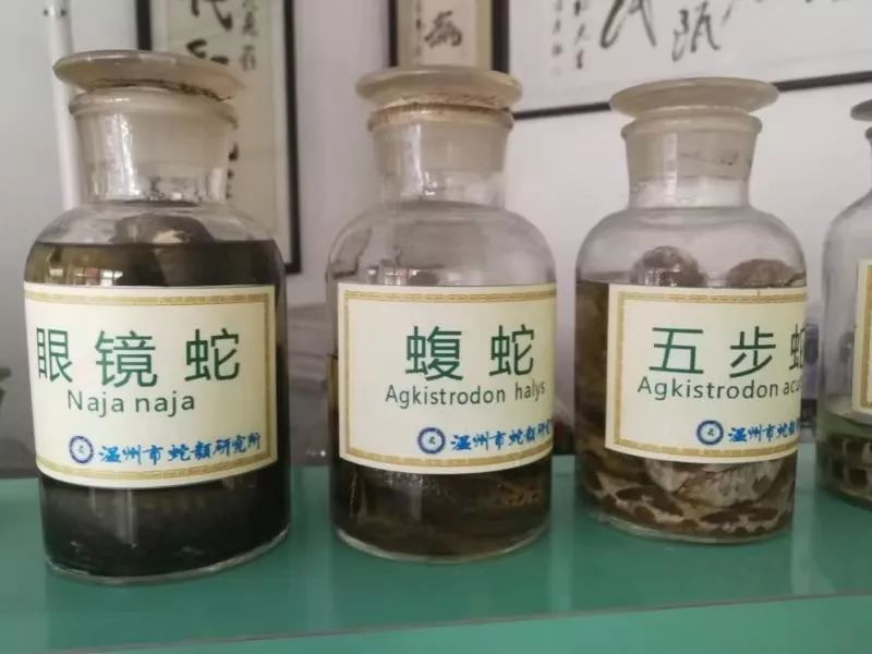 男子捡了一条被轧死的眼镜蛇回家,剪蛇头时看了它一眼,竟差点失明!