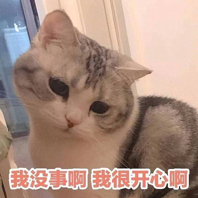 猫咪表情包:让我瞅瞅,这是哪来的小美人!