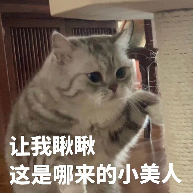 猫咪表情包:让我瞅瞅,这是哪来的小美人!