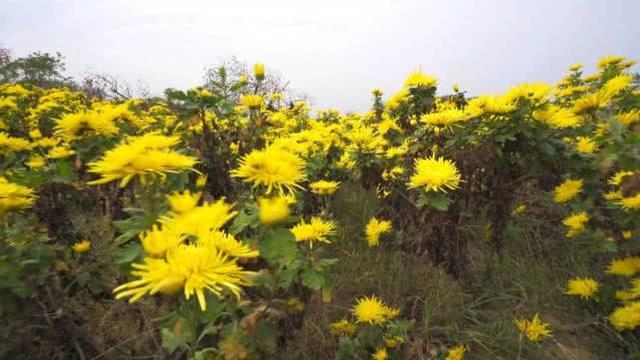 金丝皇菊好"钱"景,一级干菊卖600元每斤!90后玩抖音卖