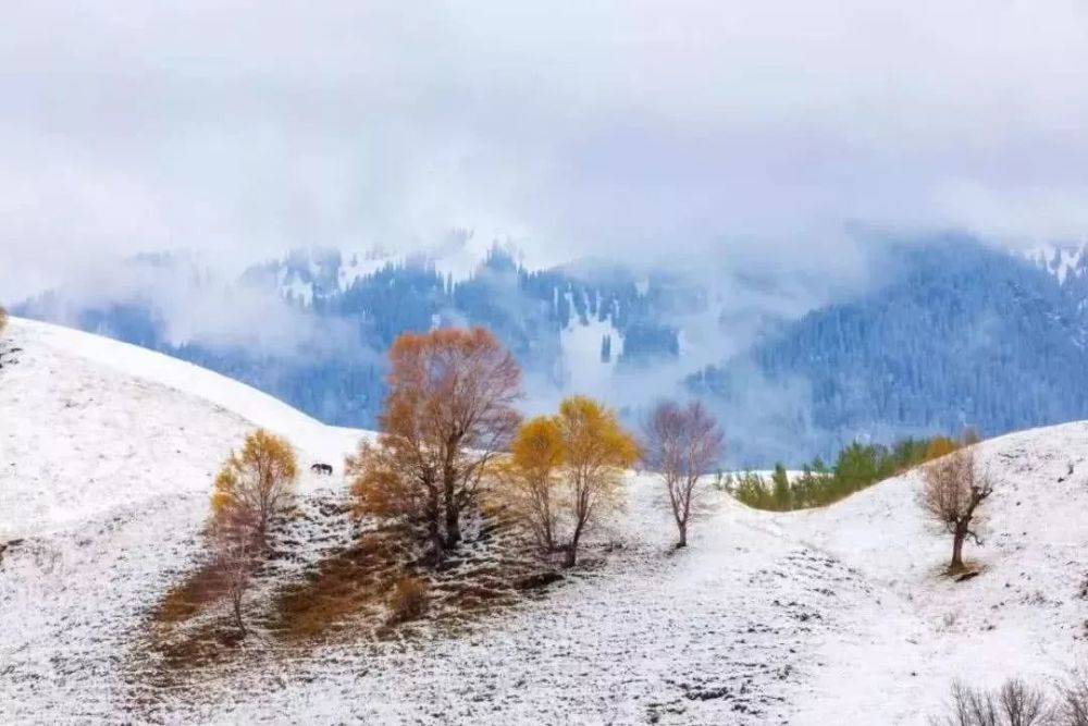 10.七律 北方初雪文/梅(孙本芝)轻盈舒袖舞盘旋,旷野峰峦绣玉毡.