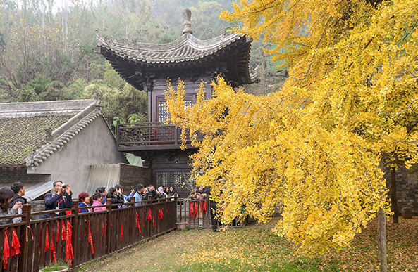 西安古寺千年银杏树火出圈拍照要签协议