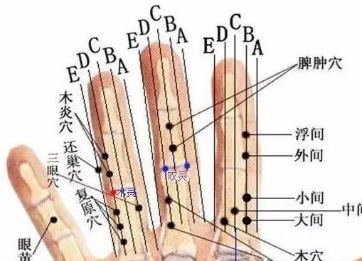 解剖位置:外侧腓腹皮神经,肺支神经.4.