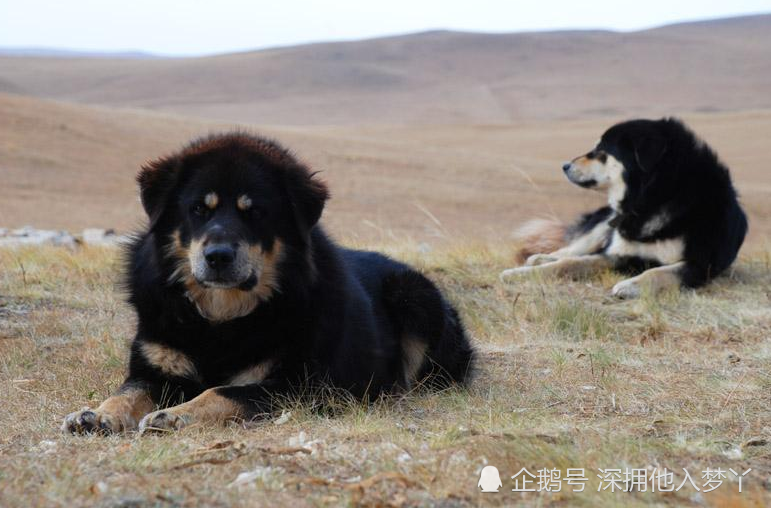 强悍的蒙古犬,凶猛比特犬都打不过它,这一身本领才是制胜法宝