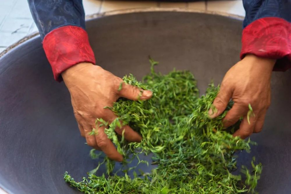 毛茶制程中的捻揉很多茶友都知道全是芽尖的茶十分不耐泡,而一芽两叶