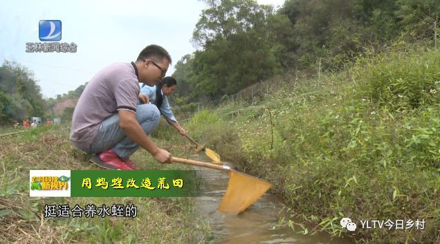 丢荒的田地能养水蛭赚钱