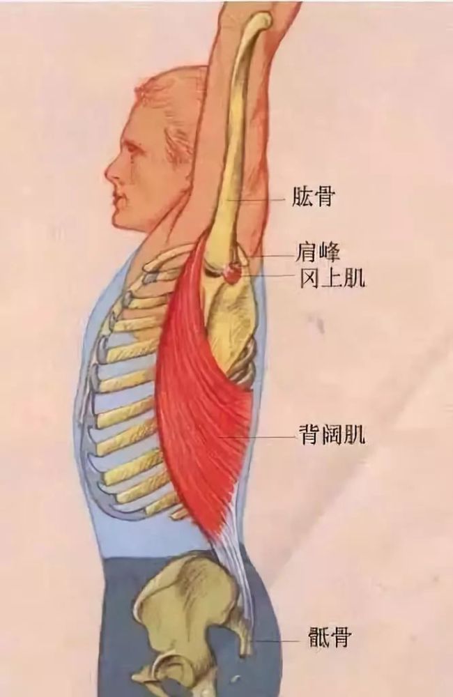 拉伸背阔肌,让你的上半身更轻松