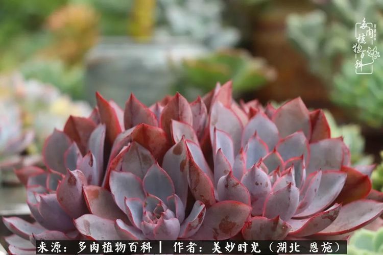 吉赛尔和弗兰克的合影,感觉摆一起颜值高些.