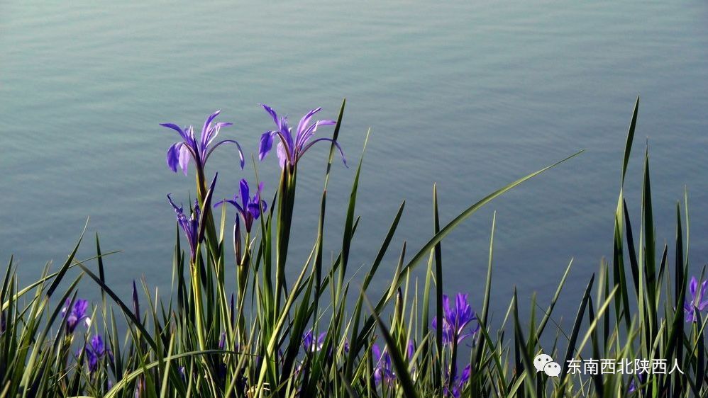 陕北微电影《兰花花》看完哭了!