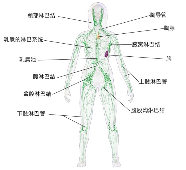 淋巴结广泛存在于我们的身体里面,淋巴结是免疫器官,里面有大量的淋巴