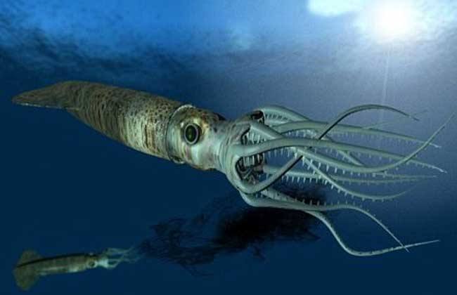 揭秘深海最大的鱼类,大王乌贼究竟是何方神圣?
