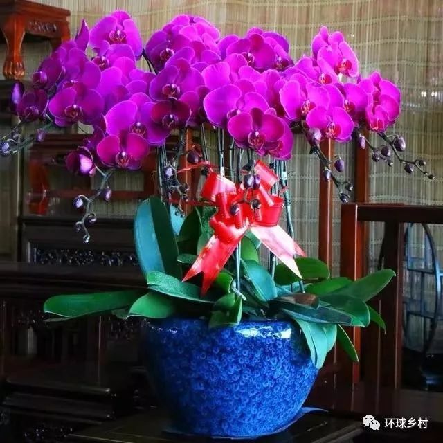 这六种"转运花"家里必须养一盆,吉利又好看!
