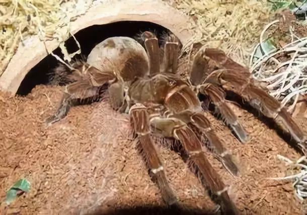 最大的蜘蛛——巨型狼蛛 两腿之间 长20厘米,体重0.