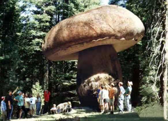 最大的蘑菇 奥氏密环菌 面积有8.8平方米 下雨还可以用来挡雨