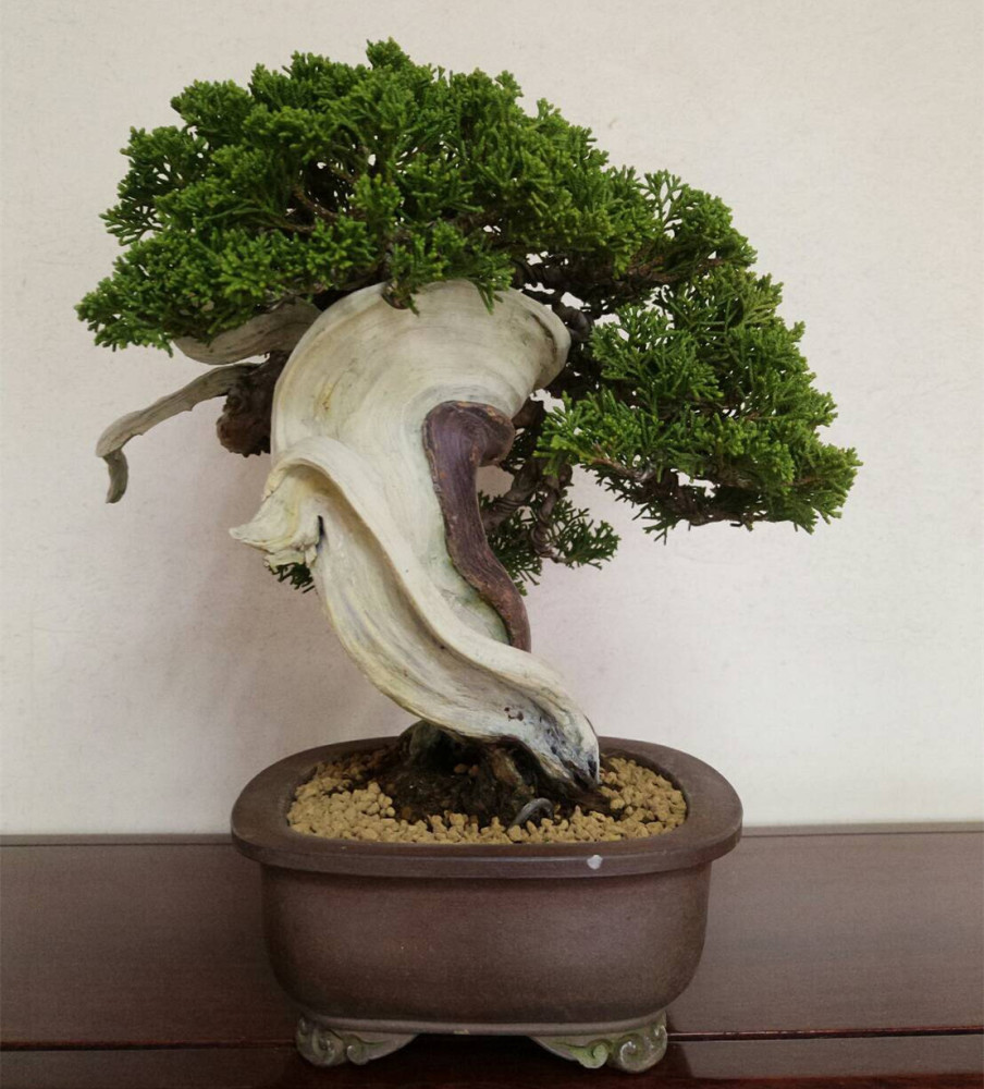 盆栽是谁 腾讯网