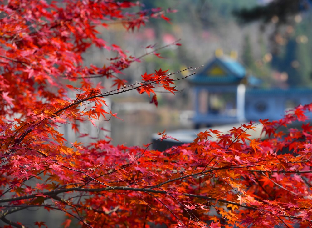 江西庐山:枫叶美景迎客来