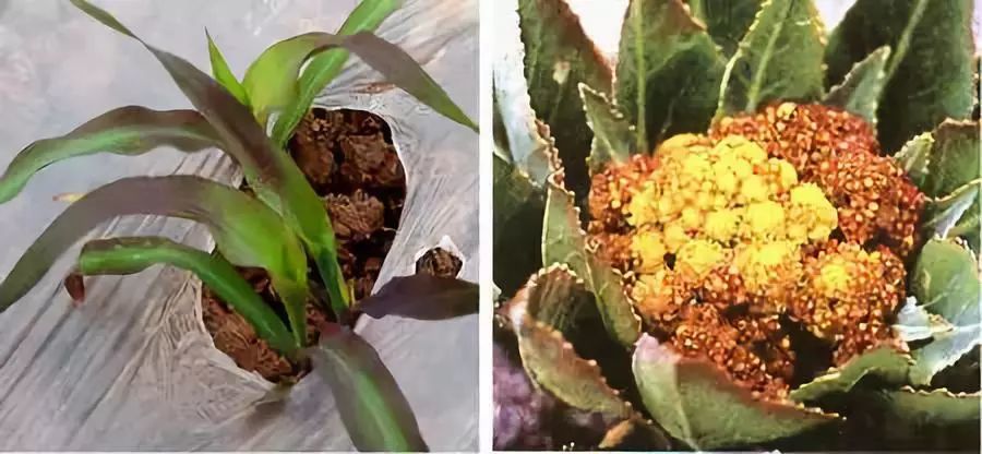 史上最全植物肥料知识,建议收藏!