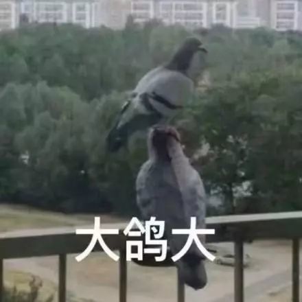 鸽子表情包合集 洗个澡就出门嗷