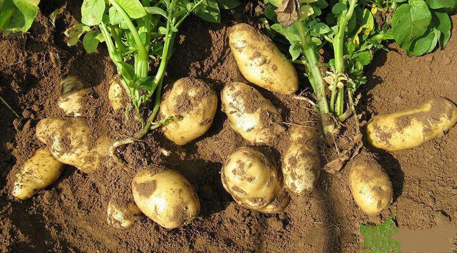 马铃薯生长需要哪些肥料?