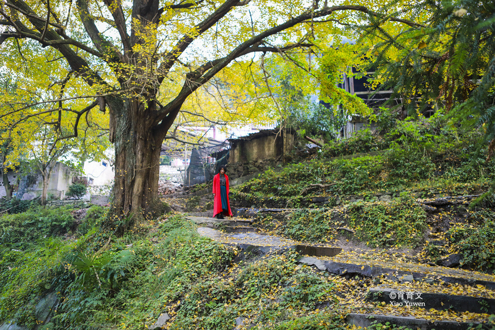 贵州黄连村有棵千年银杏树,黄叶似金毯铺地,是秋天必去的古村落