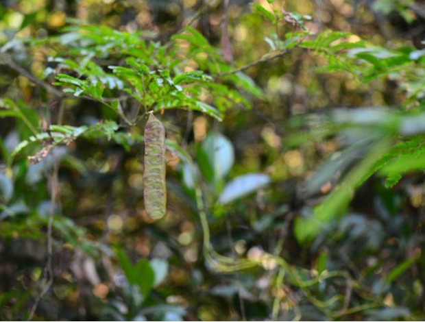 荒野维生野菜系列臭菜